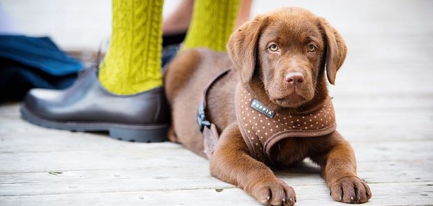 Betreuung für Ihre Vierbeiner