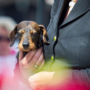Tiergerechte Betreuung
