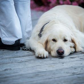 Schöne Ausflüge mit Ihrem Liebling